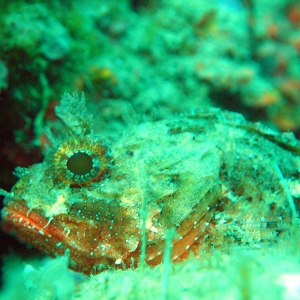 largescaled scorpionfish