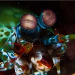 mantis shrimp2