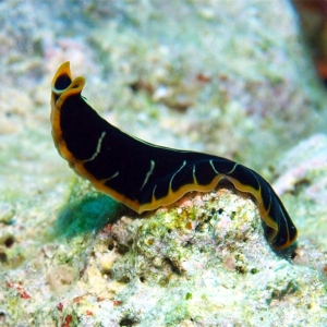 nudibranch egypte 2013