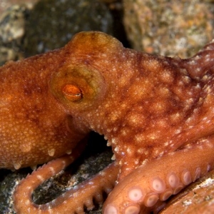 octopus_bali