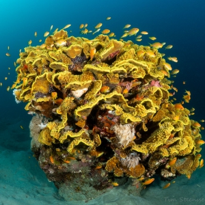 CoralPinnacle