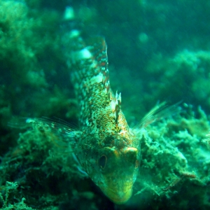 rock goby2