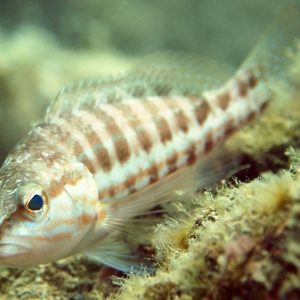 rock goby3