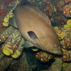 yellowmouth_grouper