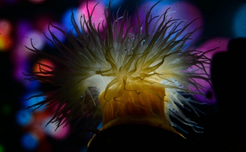 ONK Onderwaterfotografie 2020 - Masters - Thema Kleurrijk