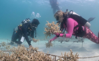 Koralen herstellen, ook jij kunt helpen! | Thematafel Duikvaker 2024