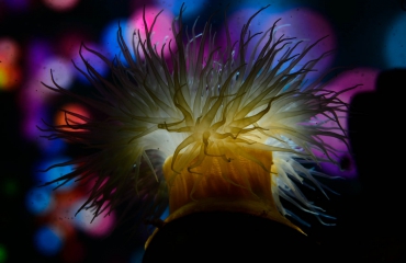 ONK Onderwaterfotografie 2020 - Masters - Thema Kleurrijk