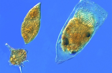 Wat is fytoplankton?