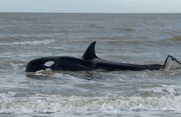 Aangespoelde orka heeft het niet gered