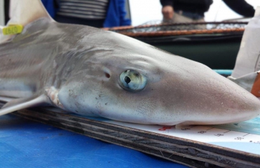 Sharkatag: haaien tellen langs Nederlandse kust