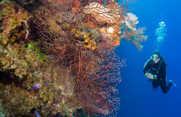 Snorkelen en duiken in Belize - wat wil je niet missen?