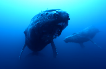In beeld: walvismoeder rouwt om kind