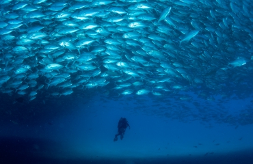 Leendert Smit - De zee van Cortez: grote scholen vis