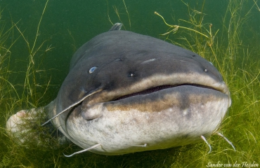 Sander van der Heijden - Nederlands grootste zoetwatervis