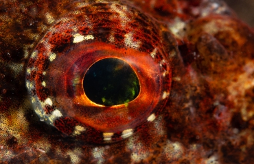 Kijkje onder water - Zeedonderpad