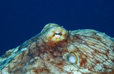Kijkje onder water - Octopus