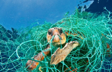 EU moet bijvangst van zeeschildpadden verminderen
