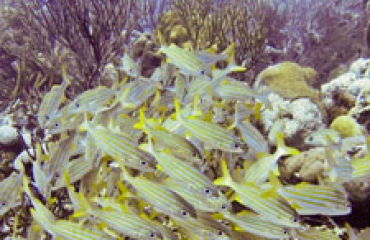 Bonaire: meer dan alleen een Divers`s Paradise!
