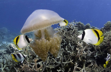 Film: Great Barrier Reef