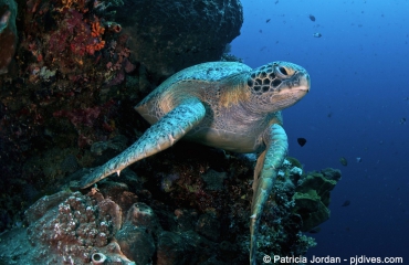 Boeddhistische tempel redt zeeschildpadden