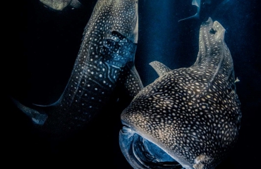 UPY2022 - De beste onderwaterfoto's van de wereld