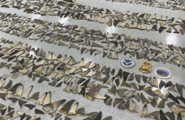 Lading haaienvinnen met waarde van miljoen euro gevonden