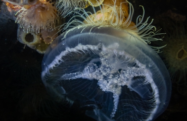 Het is zo mooi vlak onder het Zeeuwse wateroppervlak