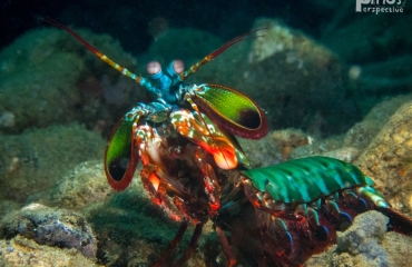 Wouter Hoogerwerf - Muckdiving bij Spice Island, Ambon Bay