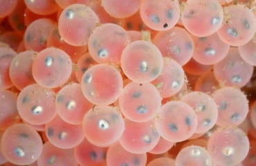 Pasen 2018 - Onderwaterleven met eitjes