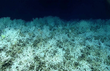 Grootste koraalrif in koud water ontdekt