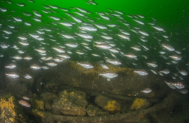 Natuurbeschermers en duikers roepen kabinet op Noordzeegebied Borkumse Stenen te beschermen