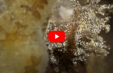Verhaaltjes uit de Noordzee - Bruine plooislak houdt van Japans eten
