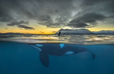 Nature Photographer of the Year - stuur nu je foto's in!