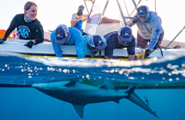 Nieuwe Caribbean Shark Coalition zet zich in voor haaien