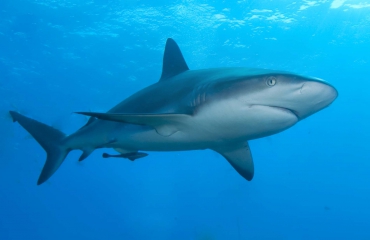 Selfie challenge - I love sharks!