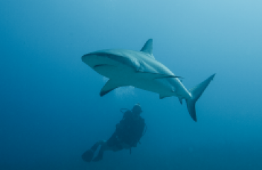 Haaientelweekend - We weten steeds meer over onze haaien