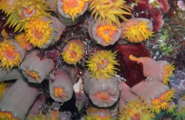 Invasieve koraalsoort is toch een oude bekende!