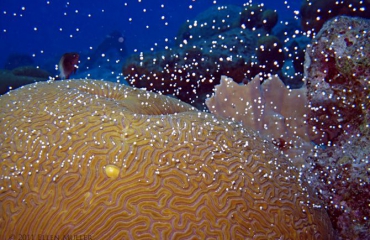 Coral spawning - Wanneer en waar?