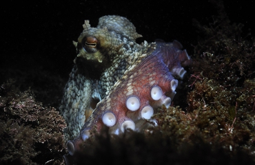 Octopussen veranderen van kleur tijdens ruzies