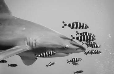 Lilian Dohmen - Naar de haaien
