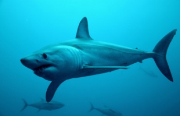 Kiki Vleeschouwers - Duiken met haaien