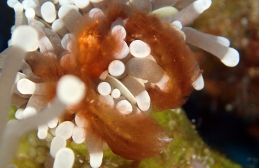 Wouter Hoogerwerf - Van Makassar tot Mantis shrimp