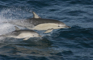 Veel dolfijnen aangespoeld rond Zwarte Zee