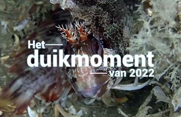 Hét duikmoment van 2022 - Gehoornde slijmvis