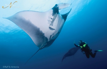 Socorro: dé duikbestemming voor onvergetelijke encounters met groot zeeleven!