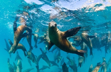 Ontdek Baja California en La Paz: een duikersparadijs!