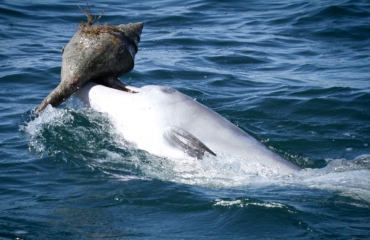 Dolfijnen leren elkaar trucje