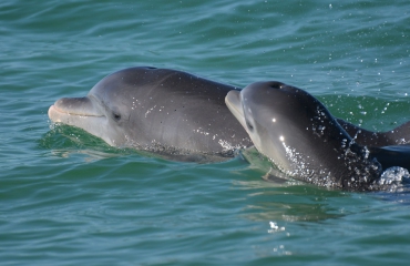 Ook dolfijnen zetten babystemmetje op