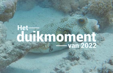 Hét duikmoment van 2022 - Guitige pufferfish