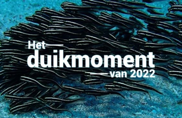Hét duikmoment van 2022 - De dans van de vissen